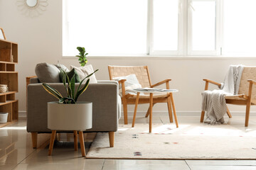 Interior of cozy living room with sofa, armchairs and houseplants near window
