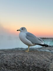 seagull at Sunset 