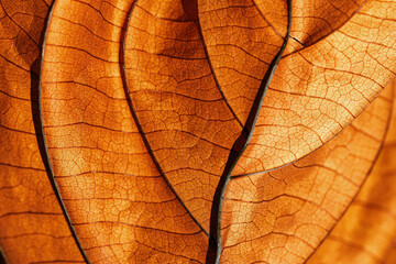 Autumn Dried leaf closeup at sunlight, macro trend, brown leaf as nature background. Fall aesthetic...