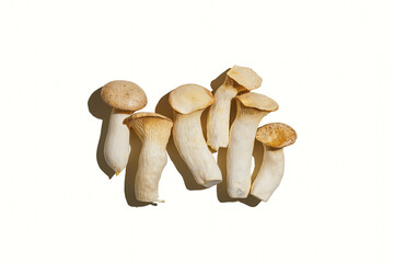 Pleurotus eryngii white mushrooms at sunlight isolated on white background, edible fungus as minimal trend pattern, top view monochrome still life flat lay from mushroom, health eating, vegan food