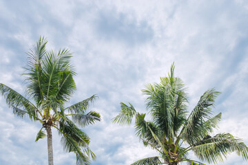 Palm tree leaves on white blue sky background, vibrant green fronds of coconut tree and fluffy...