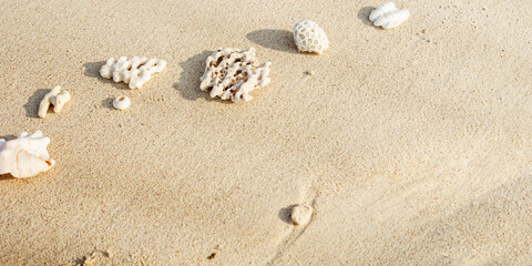Assorted Seashells and corals on Golden Beach Sand, nature still life from shells and coral pieces...