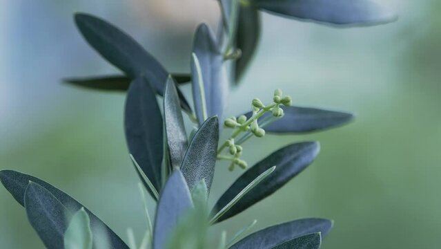 Tokyo, Japan - May 10, 2024: Buds of olive on branch in May
