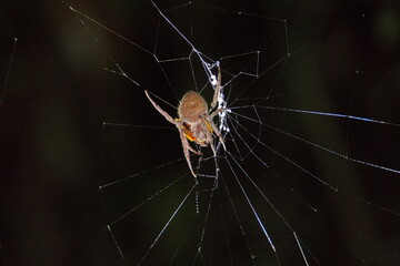 Orb weaver spider in a web in the Cuyabeno Wildlife Reserve, outside of Lago Agrio, Ecuador