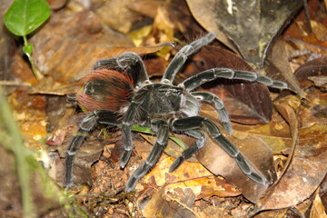 Tarantula on the ground, in the leaf litter, in the Cuyabeno Wildlife Reserve, outside of Lago Agrio, Ecuador