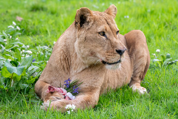 Lioness with food