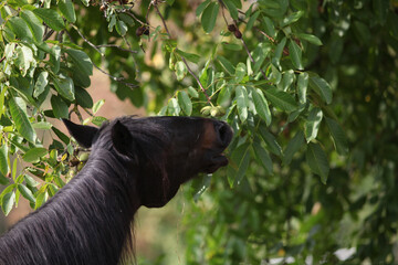 Horse eating leaves from walnut tree.




