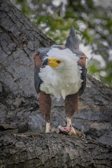 African Fish Eagle with Catch
