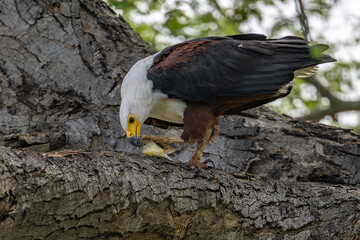 African Fish Eagle with Catch