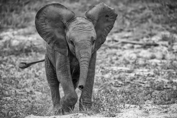 Baby elephant