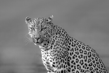 Obraz premium black and white portrait of a leopard - grey background