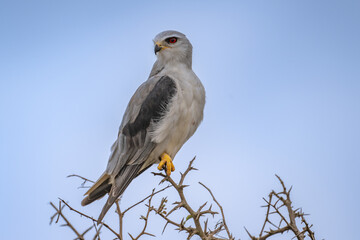 Black shouldered kite