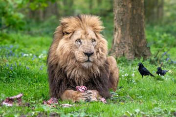 Lion with his meal