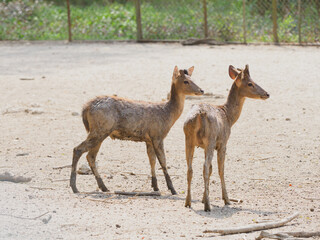 Raising deer on the farm