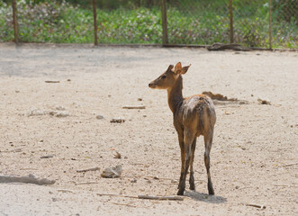 Raising deer on the farm