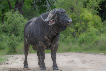 Fototapeta premium African Buffalo