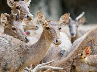 Raising deer on the farm