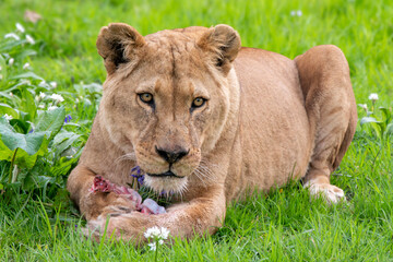 Lioness with her meal