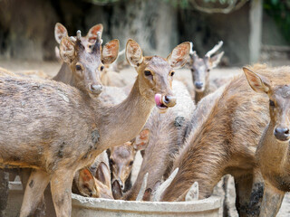 Raising deer on the farm