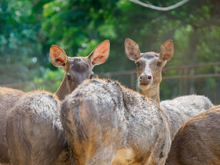 Raising deer on the farm