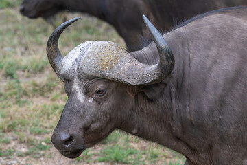 African Buffalo portrait