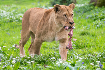 Lioness with her meal