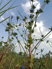 cichorium intybus flower or Chicory flower with stamens  in the garden. Chicory flower pattern background 