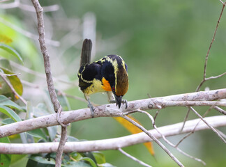 The gilded barbet (Capito auratus) is a species of bird in the family Capitonidae. This photo was taken in Colombia.