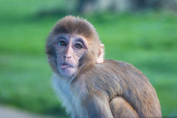 Cheeky baby monkey