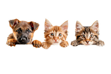 Cute baby puppy and kitten hanging or peeking over web banner
