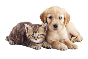 Cute kitten and puppy, cute baby cat and dog isolated on transparent background