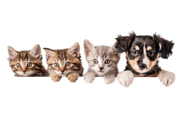 Obraz premium Cute puppy and kitten group hanging or peeking over web banner