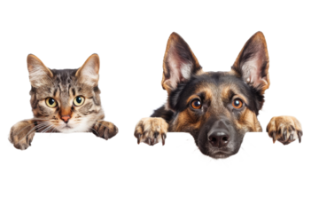 Curious cat and dog hanging or peeking over web banner