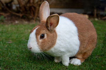 Dutch brown rabbit