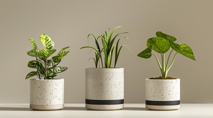 plants in flowerpot