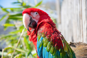 Green winged macaw