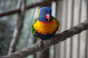 Rainbow lorikeet