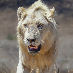 White Lion