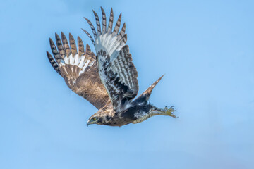 Crested Eagle - flying