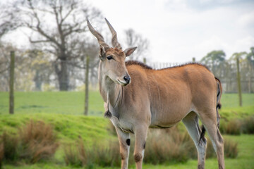 Giant Eland