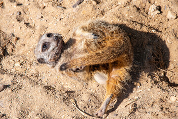 Meerkat enjoying the sunshine