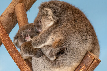 Mother koala bear with her baby