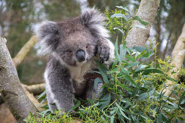 Koala bear in tree reaching for some leaves