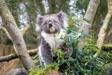 Koala Bear eating in a tree