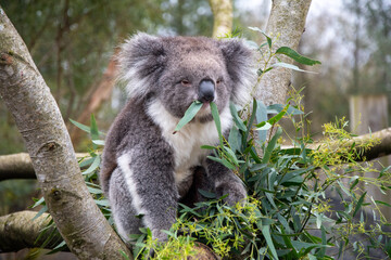 Koala bear eating leaves