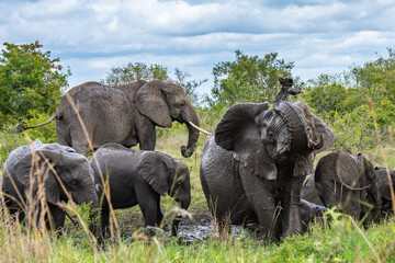 Fototapeta premium Elephants bathing and drinking at a water hole