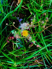 red and yellow flower