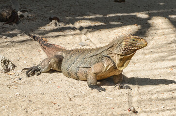 Giant lizard on Cayo Blanco, Cuba