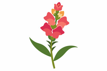 snapdragon flower vector illustration