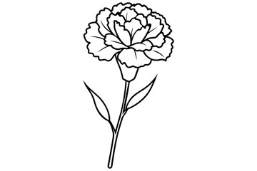 carnation flower vector illustration